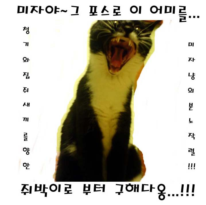 등딱지 이미지