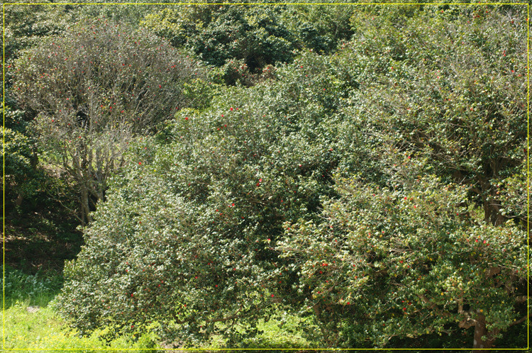 어린왕자의들꽃사랑마을은하별