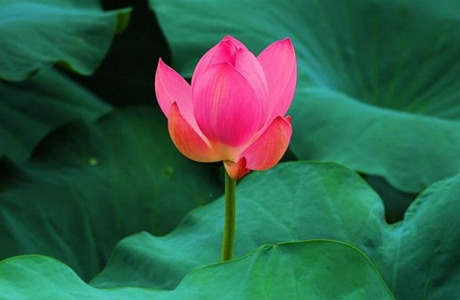 마니 이미지