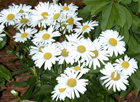 데이지(daisy) 이미지
