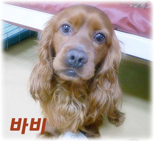바비든든 이미지