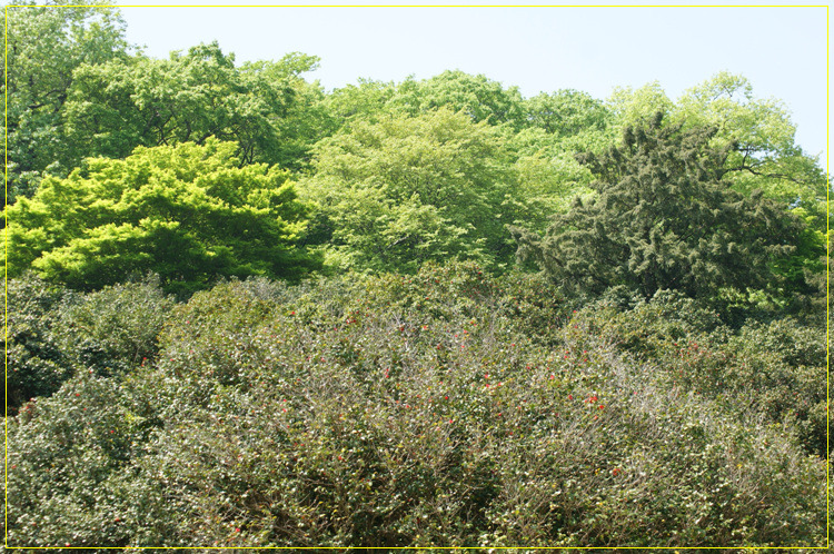 어린왕자의들꽃사랑마을은하별